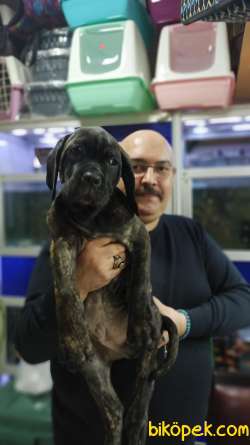 Brindle Rengi İtalyan Aygırı Cane Corso Yavruları 5