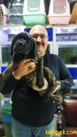 Brindle Rengi İtalyan Aygırı Cane Corso Yavruları 3
