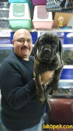 Brindle Rengi İtalyan Aygırı Cane Corso Yavruları 2