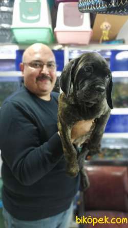 Brindle Rengi İtalyan Aygırı Cane Corso Yavruları 4