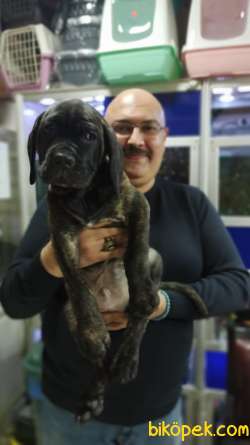 Brindle Rengi İtalyan Aygırı Cane Corso Yavruları 1