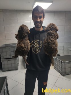 Brown Poodle 2