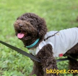 Brown Poodle Disi Yavrumuz İrkinin En İyisi 1