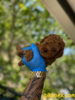 Brown Red Toy Poodle Bebeklerimiz 3