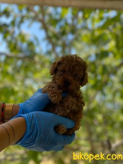 Brown Red Toy Poodle Bebeklerimiz 1