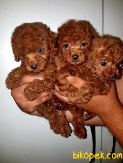 Brown Red Toy Poodle Ve Tea Cup Poodle 1