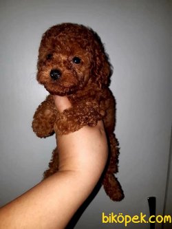 Brown Red Toy Poodle Ve Tea Cup Poodle 2