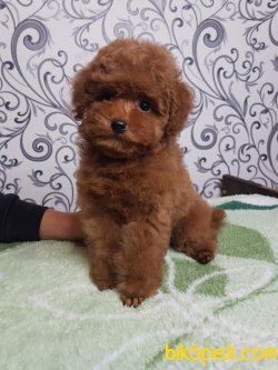 Brown Red Toy Ve Tea Cup Poodle 1