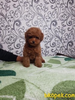 Brown Red Toy Ve Tea Cup Poodle 3
