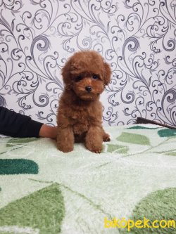 Brown Red Toy Ve Tea Cup Poodle 2