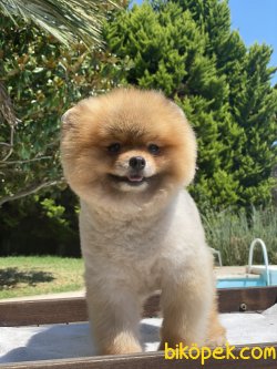 Gülen Surat Teddy Bear Pomeranian 2