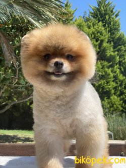 Gülen Surat Teddy Bear Pomeranian 1