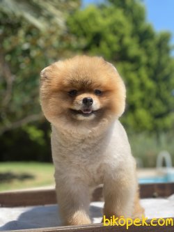 Gülen Surat Teddy Bear Pomeranian 4