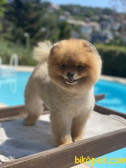 Gülen Surat Teddy Bear Pomeranian 3