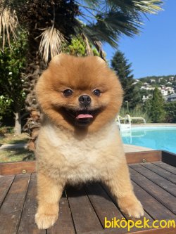 Bruno Teddy Bear Pomeranian Boo 1