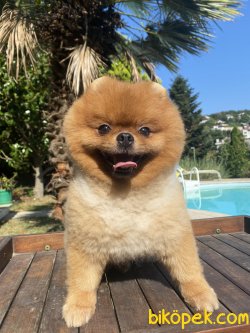 Bruno Teddy Bear Pomeranian Boo 3