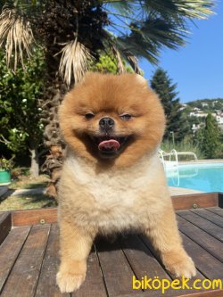 Bruno Teddy Bear Pomeranian Boo 4