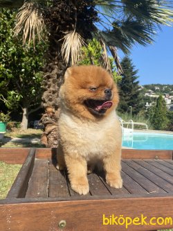 Bruno Teddy Bear Pomeranian Boo 2