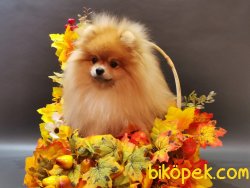 Bruno Teddy Bear Pomeranian Boo Orjinal 2