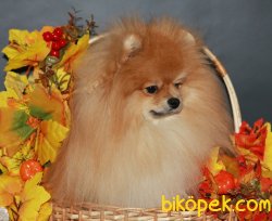 Bruno Teddy Bear Pomeranian Boo Orjinal 4