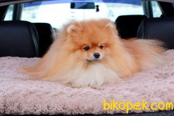 Bruno Teddy Bear Pomeranian Boo Orjinal 1