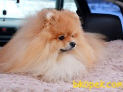 Bruno Teddy Bear Pomeranian Boo Orjinal 3