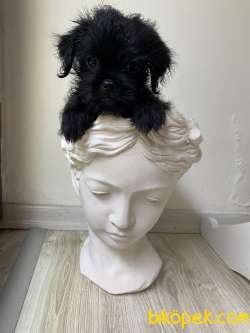 Brussels Griffon (  Brüksel Grifon ) 4
