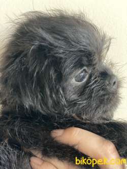 Brussels Griffon (  Brüksel Grifon ) 2