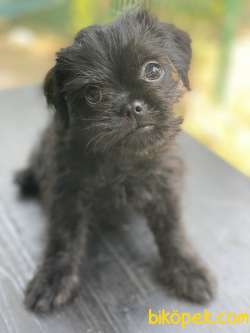 Brussels Griffon (  Brüksel Grifon ) 1