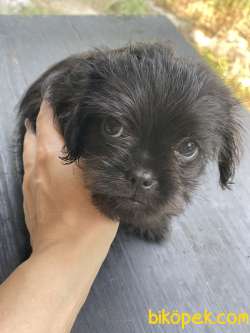 Brussels Griffon (  Brüksel Grifon ) 3