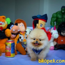 Bu Haftanın Yavrularından MiniBoy Üst Segment Yavrumuz 4