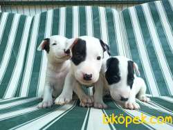 BULL TERRİER YAVRULAR 3