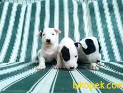 Bull Terrıer Yavrular 2