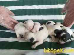 Bull Terrıer Yavrular 4