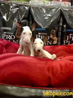 BULL TERRIER YAVRULARI 4