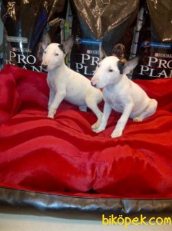 BULL TERRIER YAVRULARI 2