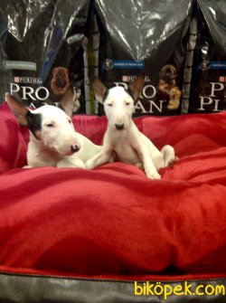 BULL TERRIER YAVRULARI 1