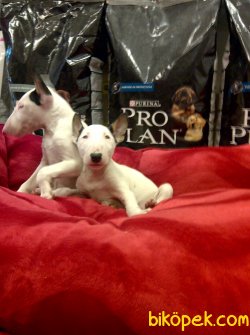 BULL TERRIER YAVRULARI 5