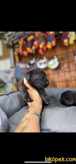 BURKEMDEN ÇEKİCİ LABRADOR YAVRULARI 2