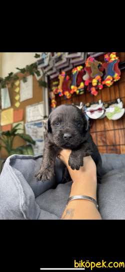 BURKEMDEN ÇEKİCİ LABRADOR YAVRULARI 1