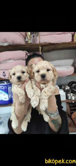 BURKEMDEN MALTİPOO BEBEKLER 5