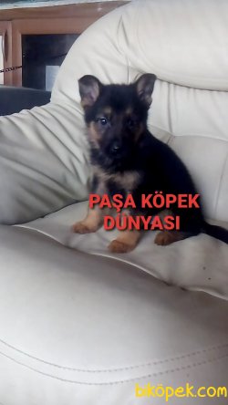 BURSADAN  ALMAN ÇOBAN KÖPEĞİ ERKEK YAVRU 2