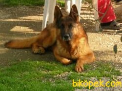 BURSADAN  ALMAN ÇOBAN KÖPEĞİ ERKEK YAVRU 1