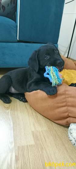 Bütün Eşyaları Hazır Sağlıklı Labrador Yavrumuz 1