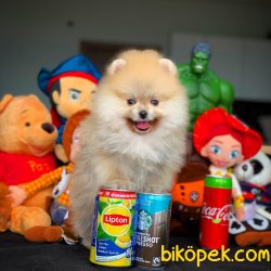 Büyümeyen Ve Tüy Dökmeyen Muhteşem Pomeranian Boo 1
