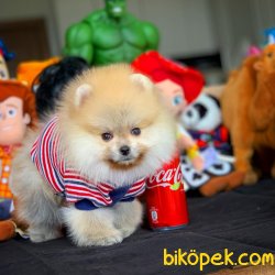 Büyümeyen Ve Tüy Dökmeyen Muhteşem Pomeranian Boo 3