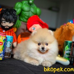 Büyümeyen Ve Tüy Dökmeyen Muhteşem Pomeranian Boo 2