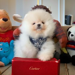 Üst Segment PomeranianBoo Kızımız 1