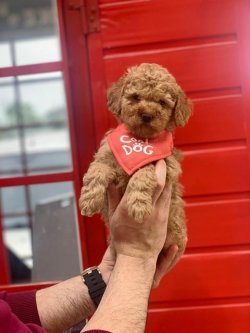 SAFKAN TOY POODLE YAVRULARIMIZ 3