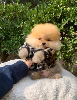 Pomeranian Boo Teddy Bear Yavrular 1